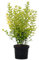 Gold-Liguster, Ligustrum ovalifolium 'Aureum', immergrün, goldgelb, Hecke, pflegeleicht, Gartengestaltung