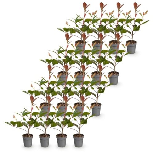 Photinia Red Robin Siepe Sempreverde, Rosso, Set 16, Vaso 9 cm, 25-35 cm