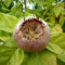 Mispel Westerveld Mespilus germanica Halbstamm 150-170 cm 10 L Topfballen