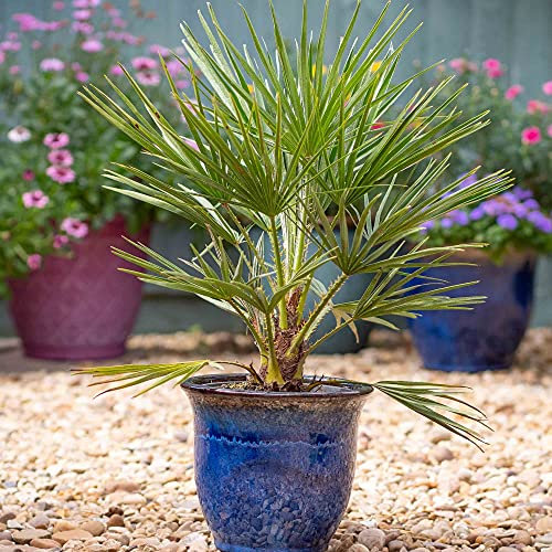 Suttons Chamaerops Humilis, Dwarf Fan Palm, Evergreen, Hardy, 2 x 19cm Potted Plant