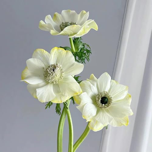 300 pcs herbstanemone winterhart samen - wildblumensamen mehrjährig winterhart, anemonen garten pflanzen winterharte, bienen wiese sommerblumen blumen balkon pflanze, balkon blumen