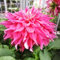 AUSVERKAUF : Dahlienknolle : Dahlia - Deko Dahlien  Emory Paul  1 Knolle/Rhizom