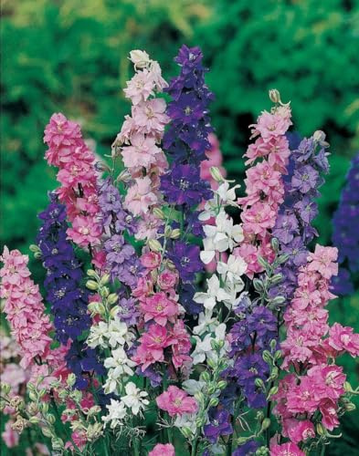 100 Graines Semences - Pied d'alouette - Delphinium - Couleur mélangées - 89