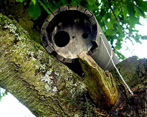 Naturschutzprodukt Steinkauzröhre Steinkauz Röhre Nisthöhle Nistkasten Typ 20B mit Marderschutz und Belüftung