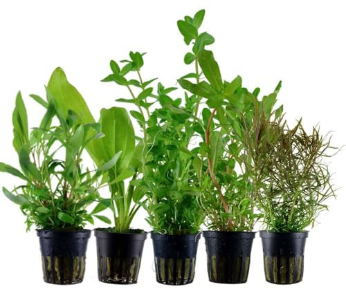 AquaOne Aquarium Pflanzen I 5x Wasserpflanzen Set I Hintergrund Aquarienpflanzen I Ammannia Echinodorus Bacopa Hygrophila Pogostemon I Set mit 5 Hintergrundpflanzen