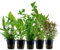 AquaOne Aquarium Pflanzen I 5x Wasserpflanzen Set I Hintergrund Aquarienpflanzen I Ammannia Echinodorus Bacopa Hygrophila Pogostemon I Set mit 5 Hintergrundpflanzen