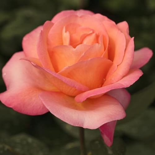 AMDGarden Pianta di Rosa JAZZ FESTIVAL® Meilland a Cespuglio Rifiorrente in Vaso 19 cm, Fiori Arancione Rame, Ideale per Esterni