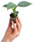 PLNTS - Baby Philodendron Hastatum Silver Sword - Zimmerpflanze - Echte Pflanzen für Drinnen - 2cm Stecklinge - Höhe 15cm