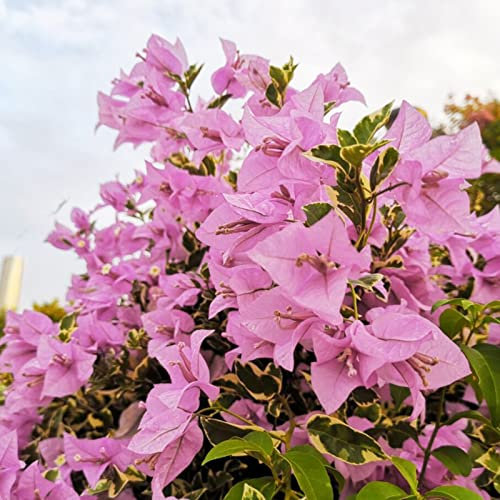 Haloppe Semi di piante di bouganville da 100 pezzi per piantare il giardino di casa, semi di bouganville semi rampicanti neutri per cortile Rosa