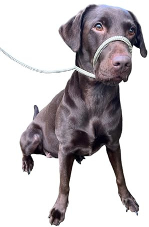 L&J Pets UK All-In-One Figure 8 Anti-Pull Lead/Halter & Head Collar (Beige)