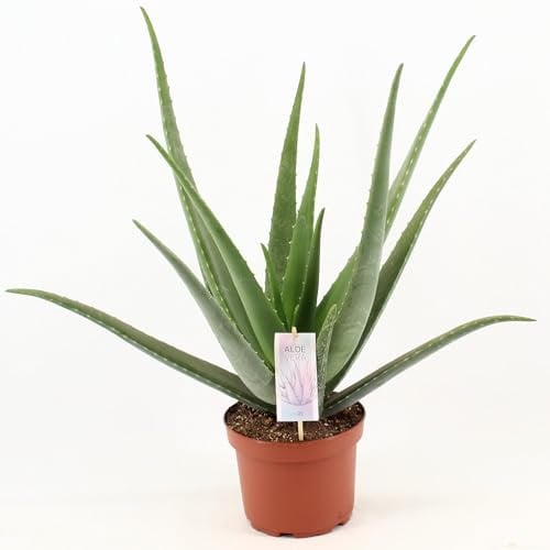 Aloe Vera - 60-70cm - Ø19cm - Pianta d'appartamento - Sempreverde - Cactus e piante grasse