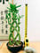 Easy Plants Pianta di bambù portafortuna intrecciata in vaso di ceramica (forma e colore casuali) – bonsai da interno per Feng Shui