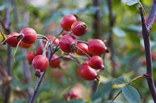 1 PIANTA di Rosa Canina FRUTTO Ricco di VITAMINA C