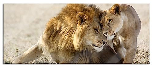 Pixxprint Glasbild Panorama, Wandbild aus Echtglas, Schmusendes Löwenpaar in der Steppe, 100x40 cm, inkl. Aufhängung und Abstandshalter