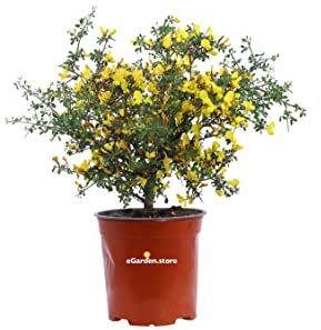 Pianta di Calicotome Spinosa Pianta di Sparzio Spinoso Pianta di Ginestra Spinosa pianta da esterno pianta da giardino pianta vera di Calicotome pianta ornamentale venduta da eGarden.store