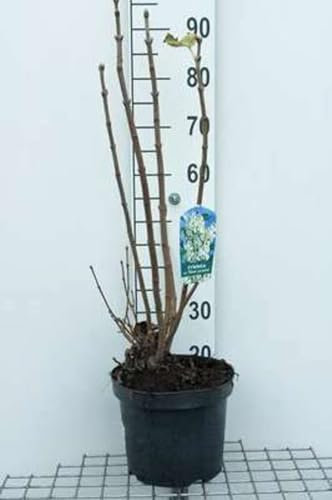 Syringa vulg. 'Mme Lemoine' - Flieder 60-70 cm - Container