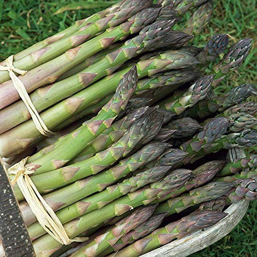 Asparagus 'Mary Washington' Seeds Hardy Perennial Vegetable Garden Plants Easy to Grow Your Own Asparagus 'Mary Washington' 1 Packet of 50 Seeds by Thompson and Morgan