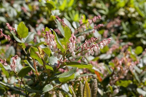 Vaccinium nummularia 20-25 cm - Moosbeere, immergrün, rote Beeren, ideal für Moorbeete, bodendeckend, winterhart und pflegeleicht
