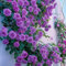 kletterrosen winterhart duftend，rosen pflanzen，rosen pflanzen winterhart，duftrosen starker duft，stammrosen mehrjährig duftend，ramblerrose，rosenstock，kletterrosensamen