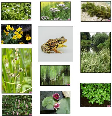 Lincolnshire Pond Plants Ltd Frog Marginal 8 Pack Potted