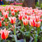 Tulpenzwiebeln, Winterhart MehrjäHrig,Gartenpflanzen, Winterhart，Hydrokultur,Tulpen Zwiebeln MehrjäHrig,Gartenliebhaber,SchöN,Blumenzwiebeln,Tulpen-3zwiebeln-E