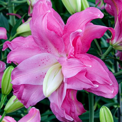 Lotus Lilien Rosa Doppelt (10 duftende zwiebeln), Mehrjährig und Winterhart Blumenzwiebeln Lilien, Mischung aus Holland für Garten und Balkon (große knollen, kein Samen)