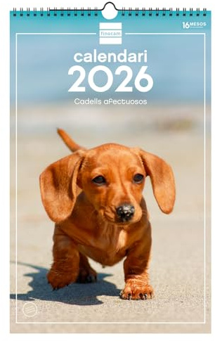 Finocam Wandkalender 2026, 25 x 40 cm, Monatsansicht Januar - Dezember 2026 + Sep. - Dez. 2025 (4 Monate), Kalender 2026, Welpenbilder - Katalanisch