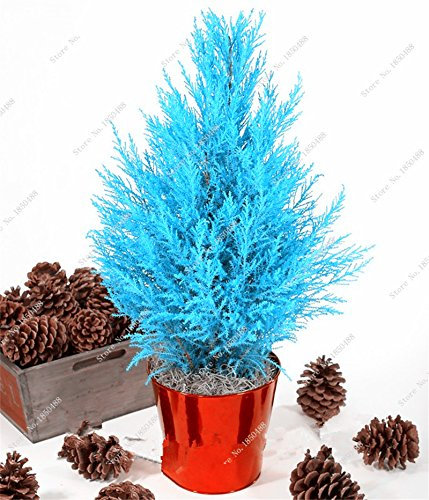 30 PC Blue Cypress semillas de árboles Inicio la decoración del jardín, Navidad árboles de coníferas Bonsai Semilla Patio Terraza Suministros
