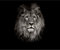 decomonkey - Papier Peint Panoramique Lion 350x256 cm - Décoration murale moderne – Tapisserie décorative pour chambre salon - Art mural unique design tendance