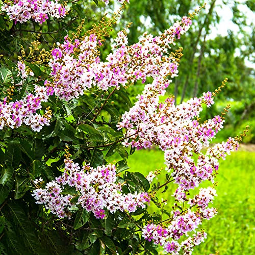 Rosa Lagerstroemia Samen 600 Kreppmyrte Blumensamen Geschenk Balkonpflanzen Lagerstroemia Indica Baum Kletterpflanzen Blumenbeet Schnittblumen Samen FrüHlingsblumen