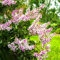 Rosa Lagerstroemia Samen 600 Kreppmyrte Blumensamen Geschenk Balkonpflanzen Lagerstroemia Indica Baum Kletterpflanzen Blumenbeet Schnittblumen Samen FrüHlingsblumen