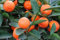 Frische neue 80 Stück orange Calamondin Fruchtsamen