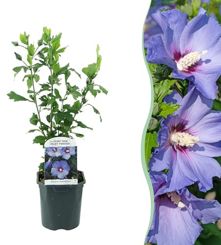 Arbusti - Hibiscus syriacus Oiseau Blue - Fiore blu - 1 pianta - Deciduo - Bassa manutenzione - 35-45cm - Ø18cm - Pianta da giardino