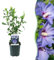 Arbusti - Hibiscus syriacus Oiseau Blue - Fiore blu - 1 pianta - Deciduo - Bassa manutenzione - 35-45cm - Ø18cm - Pianta da giardino