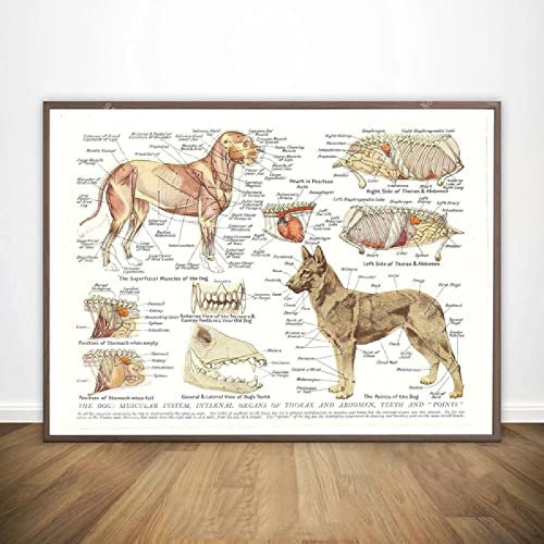 Bilder,Wandkunst Muskeln Organe des Hundes Tier Anatomie Pathologie Poster Drucke Malerei Leinwand Wohnzimmer Wandkunst Bild Wohnkultur Gemälde Wandbilder Poster Kunstdrucke Gemälde - 40X60Cm