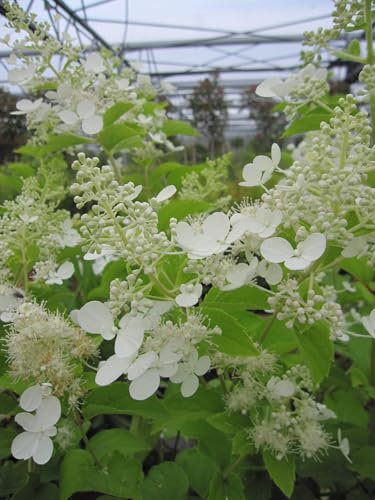 Hydrangea paniculata Lena ® - Rispen - Hortensie Lena ® 40-60