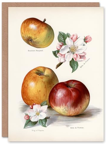Artery8 John Wright Art Card King of Pippins Apple Vintage Illustration