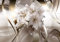 decomonkey Fototapete Blumen Lilien 400x280 cm XL Tapete Wandbild Wandbild Bild Fototapeten Tapeten Wandtapete Wand Schlafzimmer Wohnzimmer Abstrakt 3d Effekt beige
