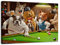 HSFFBHFBH Leinwanddruck Moderne hochauflösende Hunde Spielen Billard Malerei Kunst Home Decoration Poster auf Leinwand Wand 70x90cm (27,6 x 35,4) Kein Rahmen