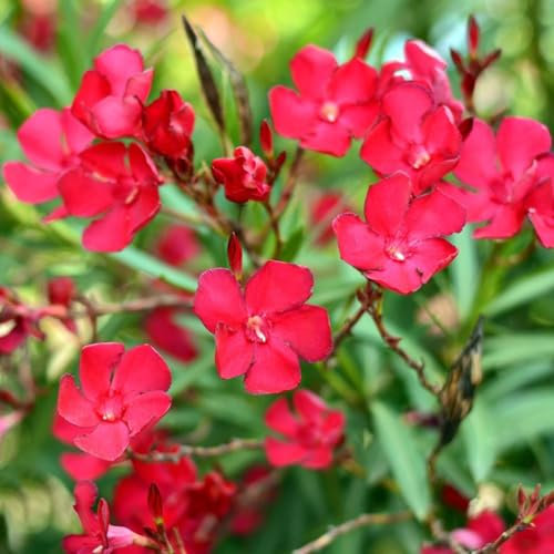 30 piezas semillas de adelfa plantador adelfa nerium, semillas de pasto plantas resistentes para el balcón pequeño regalo para mujer comprar arboles de plantas Semillas