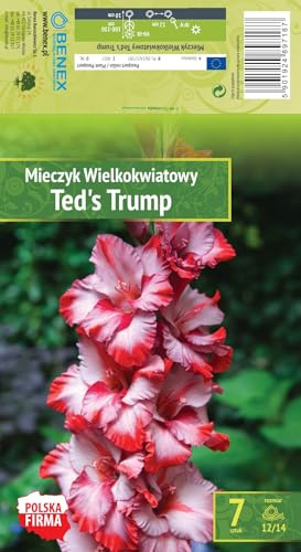 AGRONOM | GLADIOLEN - TED'S TRUMP | Mehrjährige Blumenzwiebeln | Rosa Blumen | Werden in Blumengärten, angebaut in blühenden Rasenflächen | 7 Blumenzwiebeln