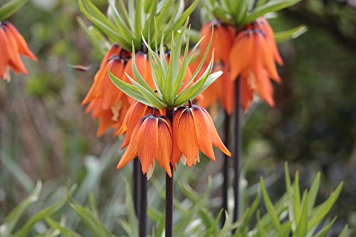 5 Kaiserkronen Fritillaria Imperialis Aurora Blumenzwiebeln