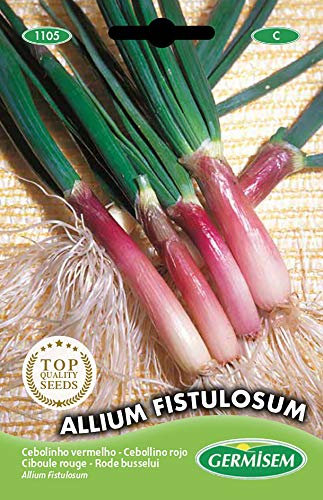 Germisem Allium Fistulosum Semillas de Cebollino Rojo 2 g, EC1105
