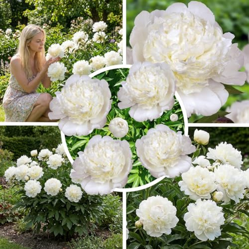Pfingstrosen pflanzen White 1 Wurzel Winterhart Mehrjährig | Weiße Päonie großblütig aus Holland, Sorte White Magic, stauden für Garten und Topf