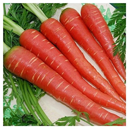 CAROTA ROSSA NR.200 SEMI