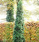 Säulen Lebensbaum 80-100cm - Thuja occidentalis