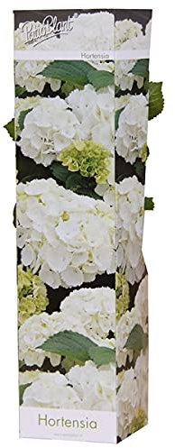 Hortensie Hydrangea macrophylla 'Wudu' 20-30 cm – Pflegeleichte Blühpflanze mit Zarten Blüten für Garten & Balkon