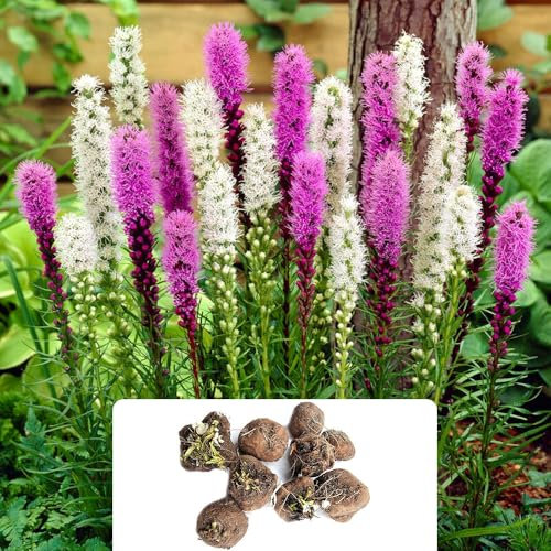8 Liatris Twin Pack – Stunning Purple & White Blooms – RHS Recommended Pollinator-Friendly Plants – Perennial Summer Flowering Bulbs – Cultivated for UK Climate Conditions