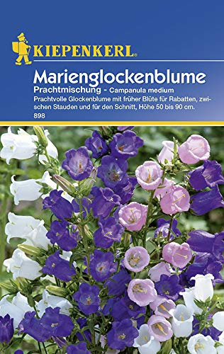 Kiepenkerl 898 Marienglockenblume Prachtmischung (Marienglockenblumensamen)