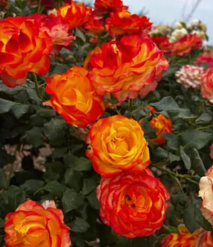 'Tequila Sunrise' - Standard Rose Tree (100cm) Orange Blooms with Red Edges - Hybrid Tea - 7L Potted - Lovely Gift Idea